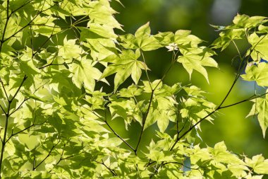 Japonya 'nın güzel doğal ormanları ve alçak dağları