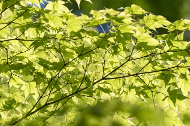 Japonya 'nın güzel doğal ormanları ve alçak dağları