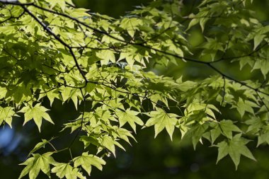 Japonya 'nın güzel doğal ormanları ve alçak dağları