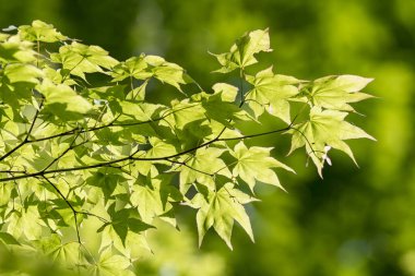 Japonya 'nın güzel doğal ormanları ve alçak dağları