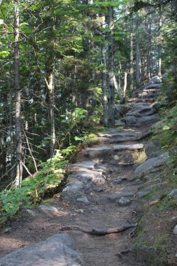 Kaya merdiveni yemyeşil ormanda yürüyor.