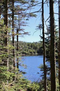 Ormanda, açık mavi gökyüzünün altında ağaçlarla çevrili bir göl
