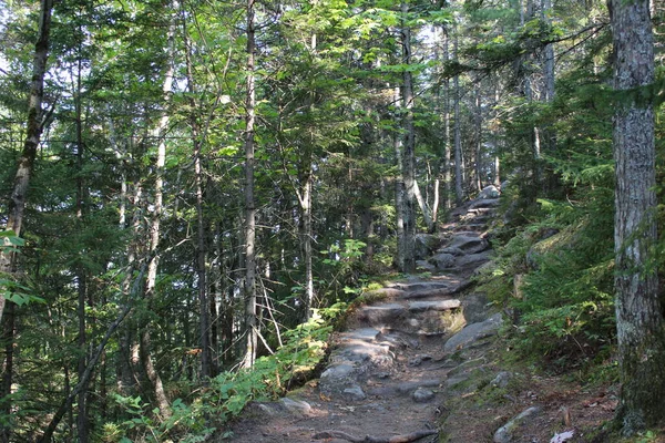 緑豊かな森をハイキングするロック階段 — ストック写真