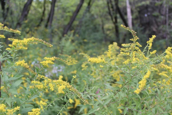 Flores Silvestres Amarelas Floresta — Fotografia de Stock