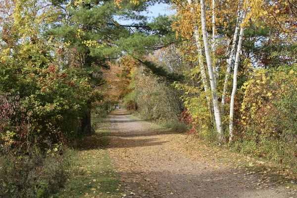 Gravel path surrounded by trees in autumn