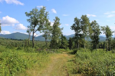 Ağaçlar ve dağ manzaralı açık çayırlarda yol gösteriyor.