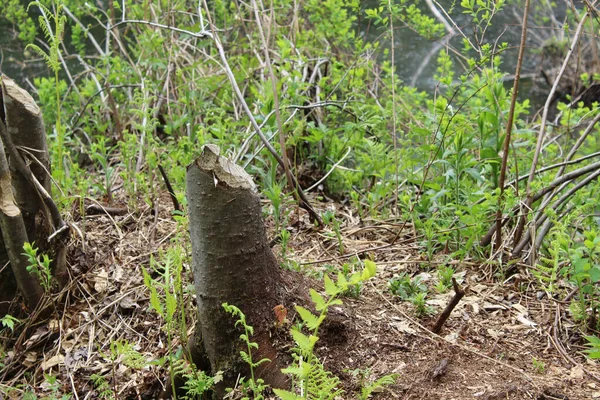 Tunggul Pohon Dikunyah Kiri Oleh Berang Berang — Stok Foto
