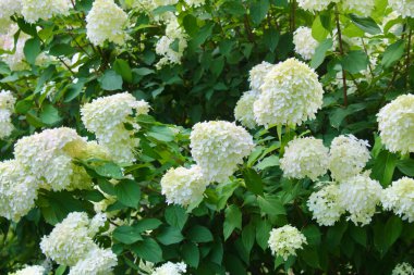 Dorset, Vermont 'ta Beyaz Ortancalar Bush