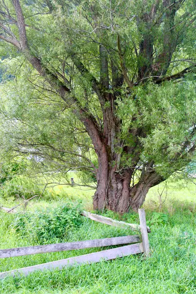 Grande Árvore Prado Com Cerca Madeira — Fotografia de Stock