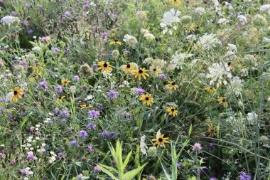 Vermont yazında kır çiçeği çayırı