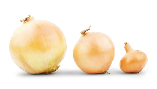 Fresh Bulbs Onion White Background — Stock Photo, Image