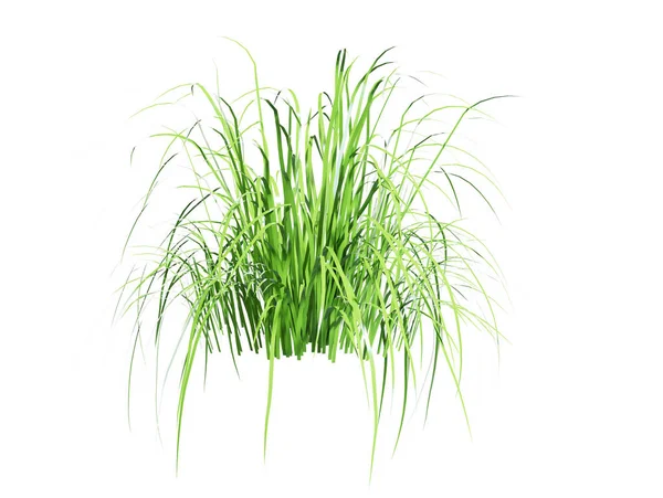 Patch Fresh Grass Render — Stock Photo, Image