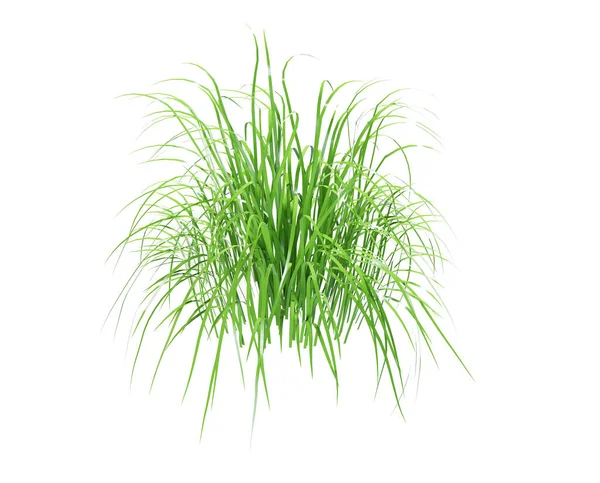 Runde Flecken Frisches Gras Render — Stockfoto