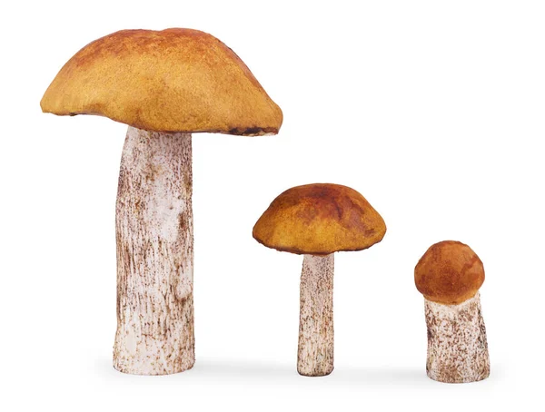 Floresta Fresca Cogumelos Comestíveis Sobre Fundo Branco — Fotografia de Stock