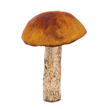 Beyaz bir arka plan üzerinde taze orman yenilebilir mantar