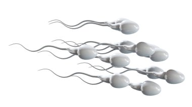 Erkek sperm hücreleri dölyatağı tüpünde yumurtaya doğru yüzüyor. 3 Boyutlu Hazırlama