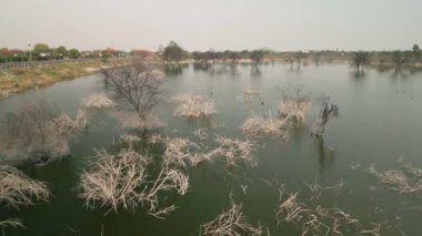 Göldeki ördek ve ağaçların görüntüsü, sulak alandaki ördek ve ağaçların görüntüsü.