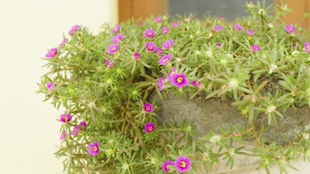 Vista Flor Verdolaga Ornamental Primer Plano Portulaca Grandiflora — Vídeos de Stock