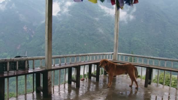Hund Einem Malerischen Aussichtspunkt Auf Nebelbedeckte Berge Bhutan — Stockvideo