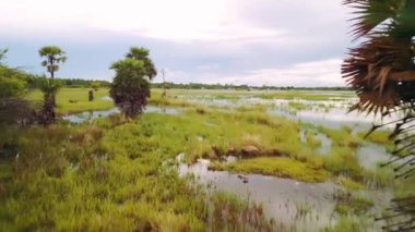 Hindistan 'ın Chennai şehrinde bir yaz günü bir gölde ağaçlar ve çimenler..