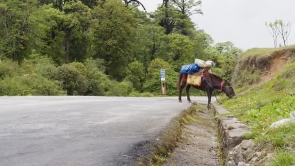 Ein Braunes Pferd Mit Gepäck Weidet Straßenrand — Stockvideo