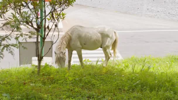 Белая Лошадь Ест Траву Пасущаяся Белая Лошадь — стоковое видео