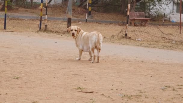 Mooie Golden Retriever Hond Die Een Wandeling Maakt — Stockvideo