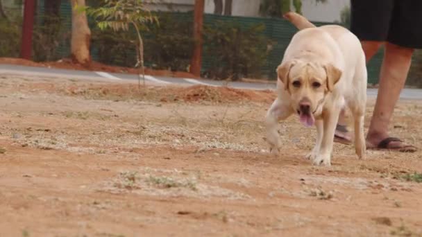 Красива Золота Собака Ретривер Прогулянка — стокове відео