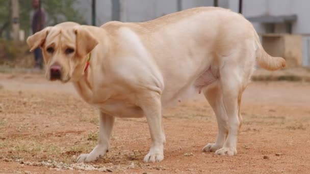 Mooie Golden Retriever Hond Die Een Wandeling Maakt — Stockvideo
