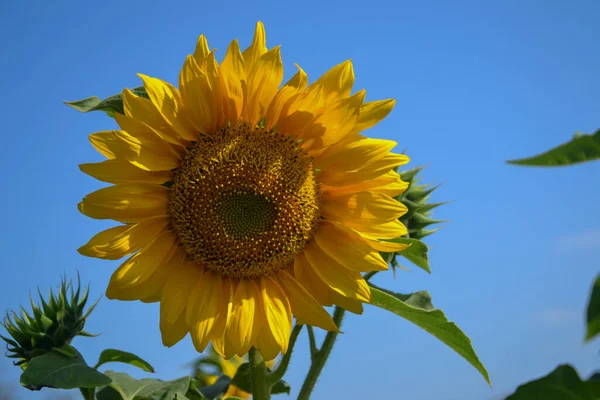 A close up image of a blooming sunflower in a garden with blue sky background. Beautiful sunflower background.