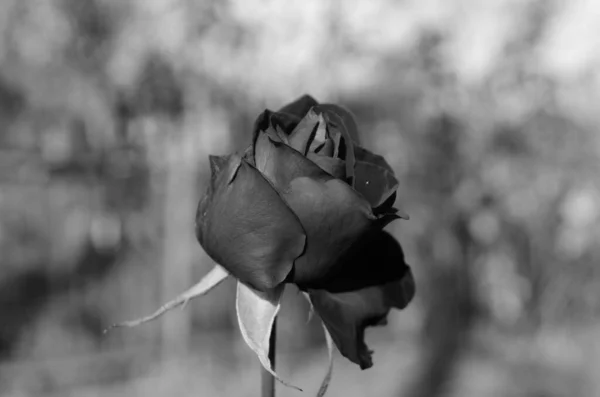Róża Stylu Czarno Białym — Zdjęcie stockowe