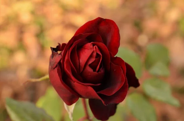 Rosa Roja Solitaria Otoño —  Fotos de Stock