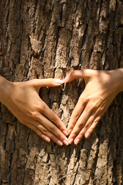 The girl stands behind and hugs a tree in the forest. The concept of care for environment. love for nature. Hands around a tree trunk. Show a sign of heart.