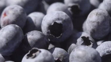 Su damlalarıyla Blueberry 'yi kapatın. Yakında bir sürü olgun yabanmersini var. Organik ve sağlıklı gıda konsepti.
