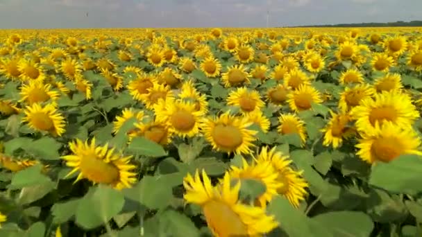 ひまわりが咲く農業分野 ひまわりと黄色の農場フィールドと夏の風景 美しいひまわり畑を飛行します ひまわりと夏の風景 — ストック動画