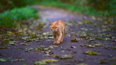 Güzel kızıl saçlı evsiz kedi sonbahar parkında yürüyor, ağır çekimde HD renkli çekimler