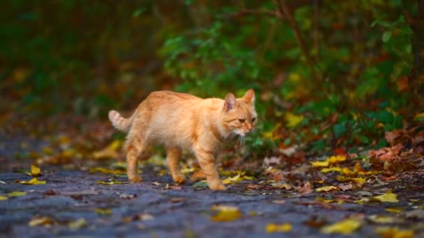 Όμορφη Κοκκινομάλλα Άστεγη Γάτα Περπατά Στο Πάρκο Φθινόπωρο Αργή Κίνηση — Αρχείο Βίντεο
