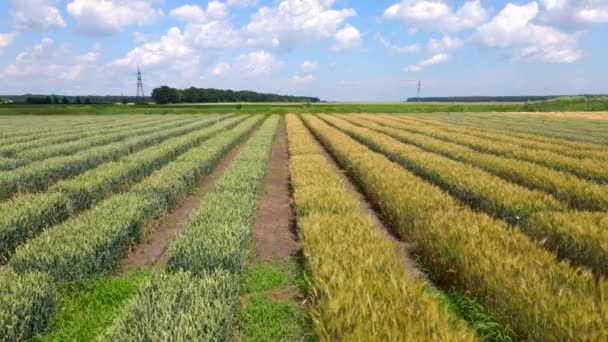 Letecký Pohled Pruhované Pole Ranou Pšenicí Žitem Proso Nebo Kukuřicí — Stock video
