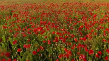 Kırmızı haşhaş tarlasının üzerinde uçuyor. Güzel çiçekler ve bahar doğal kompozisyonu. Yazın doğa, Ukrayna