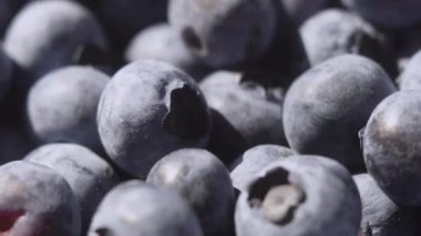 Su damlalarıyla Blueberry 'yi kapatın. Yakında bir sürü olgun yabanmersini var. Organik ve sağlıklı gıda konsepti.