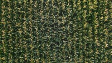 Yukarıdan bakıldığında, insansız hava aracı yeşil mısır tarlaları üzerinde dönüyor. Kırsal bölgelerdeki tarım arazilerinde tahıl tohumlarının yetiştirilmesi.