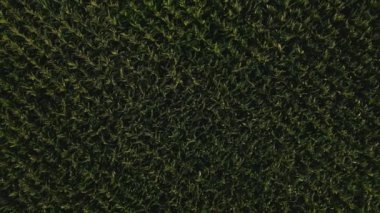 Yukarıdan bakıldığında, insansız hava aracı yeşil mısır tarlaları üzerinde dönüyor. Kırsal bölgelerdeki tarım arazilerinde tahıl tohumlarının yetiştirilmesi.