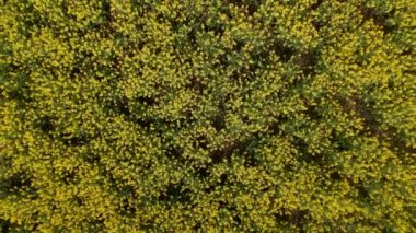 Sarı kanola alanı hava aracı görüntüsü. Parlak güneşli bahar gününde parlak sarı tecavüz ve uçan kuşlarla dolu kolza tohumu tarlası