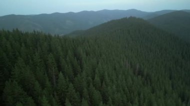 Bulutlu bir günde yeşil ormanın üzerinde uçarken ufukta parlayan bulutlarla dağların üzerinde. Karpat Dağları, Avrupa. 3k renk düzeltilmiş görüntü. Klasik Avrupa ormanlarının havadan görünüşü