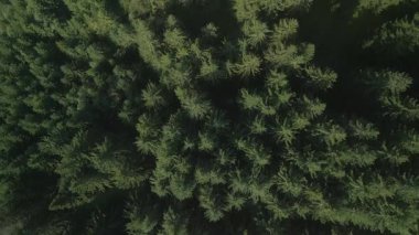 Yeşil çam ağaçlı kozalaklı ladin ormanlarının yukarıdan görünüşü. Dramatik doğa geçmişi. Seyahat güzergahı. Güzel vahşi manzara. Yaz tatili, doğa turizmi. Sinematik İHA görüntüsü yakınlaştır