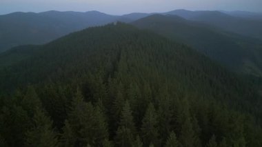Bulutlu bir günde yeşil ormanın üzerinde uçarken ufukta parlayan bulutlarla dağların üzerinde. Karpat Dağları, Avrupa. 3k renk düzeltilmiş görüntü. Klasik Avrupa ormanlarının havadan görünüşü
