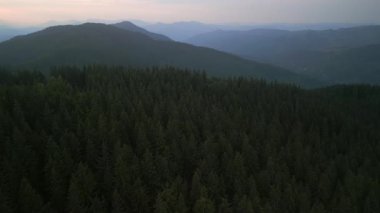 Bulutlu bir günde yeşil ormanın üzerinde uçarken ufukta parlayan bulutlarla dağların üzerinde. Karpat Dağları, Avrupa. 3k renk düzeltilmiş görüntü. Klasik Avrupa ormanlarının havadan görünüşü