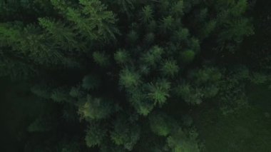 Yeşil çam ağaçlı kozalaklı ladin ormanlarının yukarıdan görünüşü. Dramatik doğa geçmişi. Seyahat güzergahı. Güzel vahşi manzara. Yaz tatili, doğa turizmi. Sinematik dron çekimi yavaş çekimde yakınlaştırır