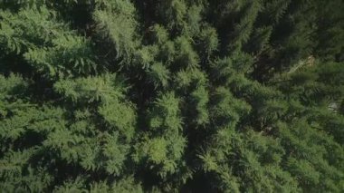 Yeşil çam ağaçlı kozalaklı ladin ormanlarının yukarıdan görünüşü. Dramatik doğa geçmişi. Seyahat güzergahı. Güzel vahşi manzara. Yaz tatili, doğa turizmi. Sinematik dron çekimi yavaş çekimde yakınlaştırır