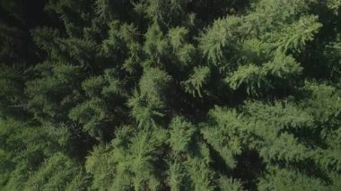 Yeşil çam ağaçlı kozalaklı ladin ormanlarının yukarıdan görünüşü. Dramatik doğa geçmişi. Seyahat güzergahı. Güzel vahşi manzara. Yaz tatili, doğa turizmi. Sinematik dron çekimi yavaş çekimde yakınlaştırır